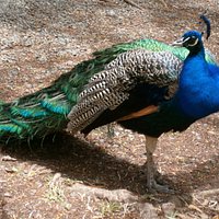 Blue peacock