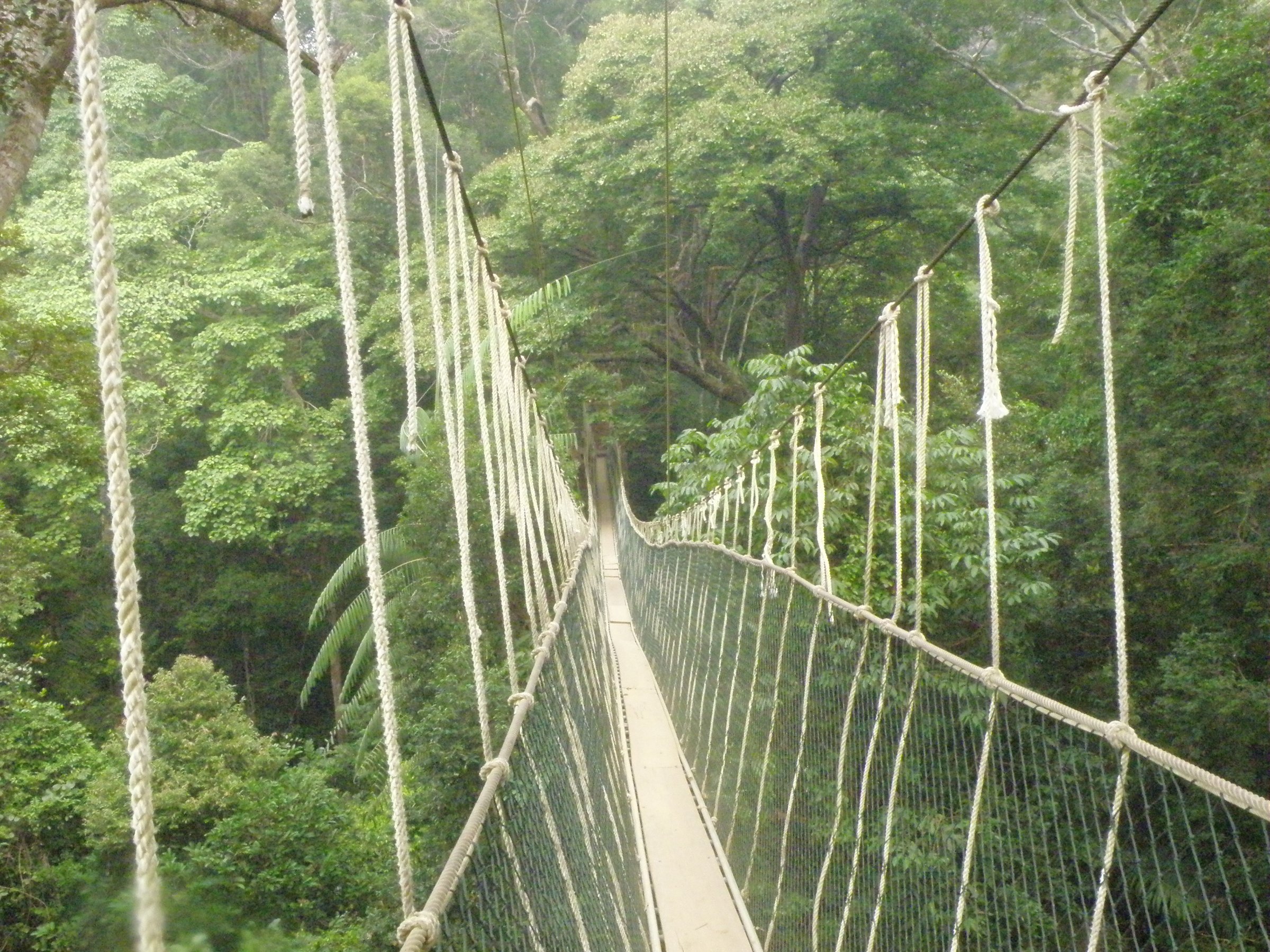Taman Negara National Park