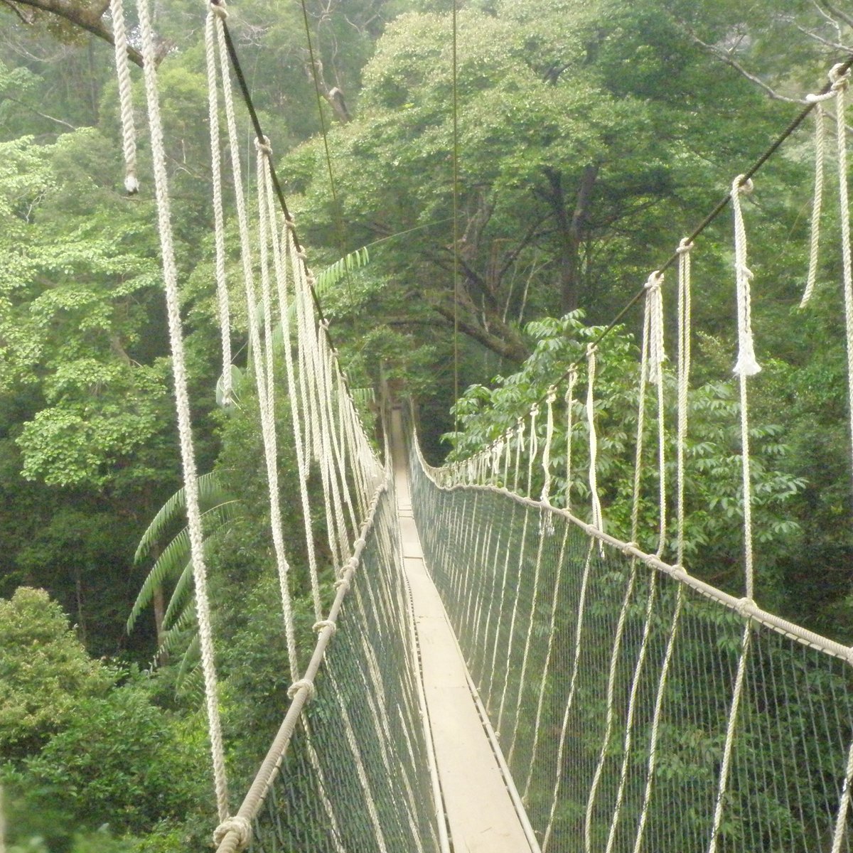 TAMAN NEGARA NATIONAL PARK (Pahang): Ce qu'il faut savoir pour votre ...