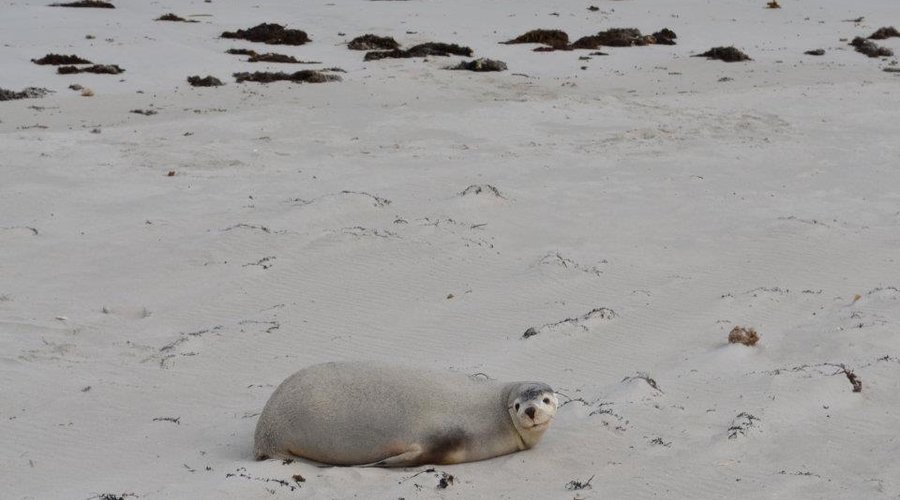 Sea lions 1