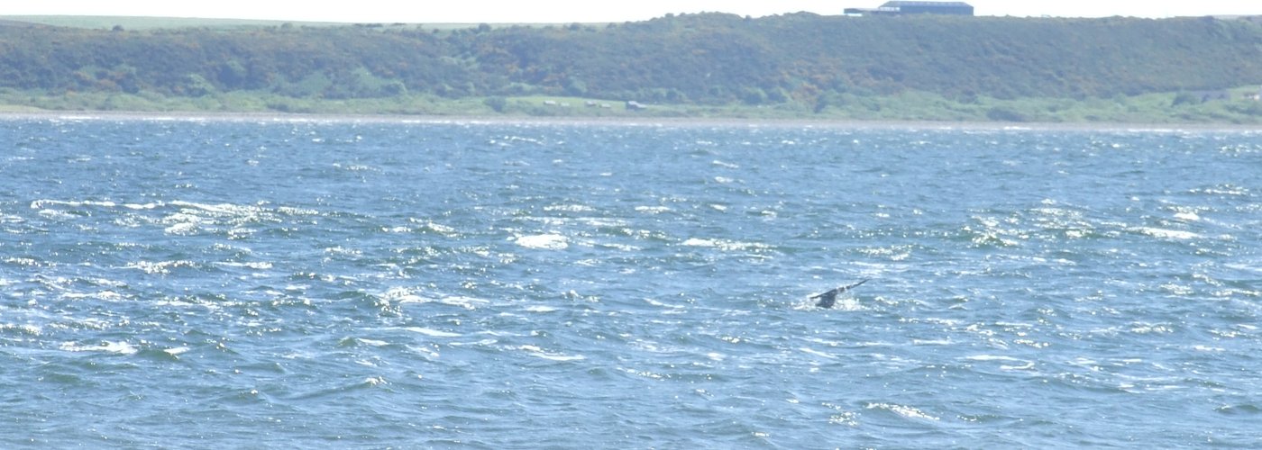 Dolphin's tail at Chanonry Point