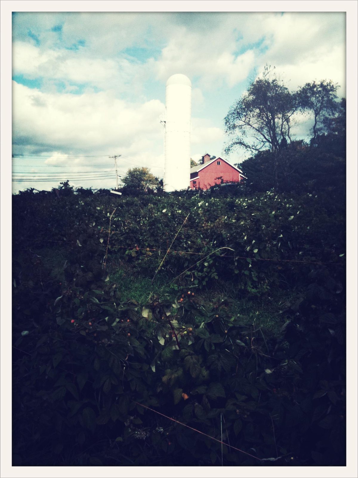 White Silo Winery