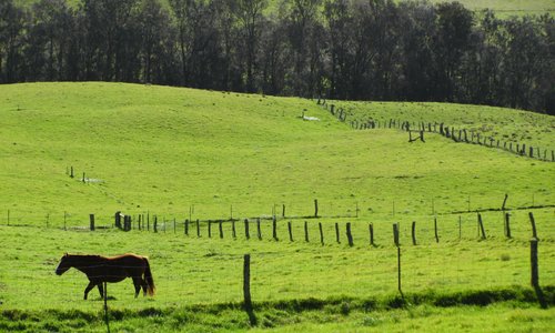Peacefully grazing