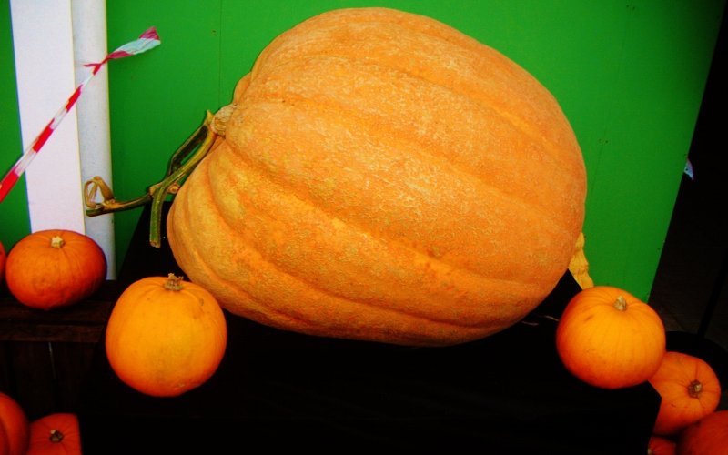 Pumpkin