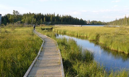 Wooden walking trails through the wetlands