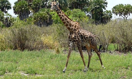 Selous giraffe