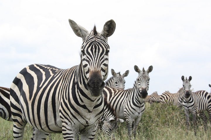 Nairobi National Park image