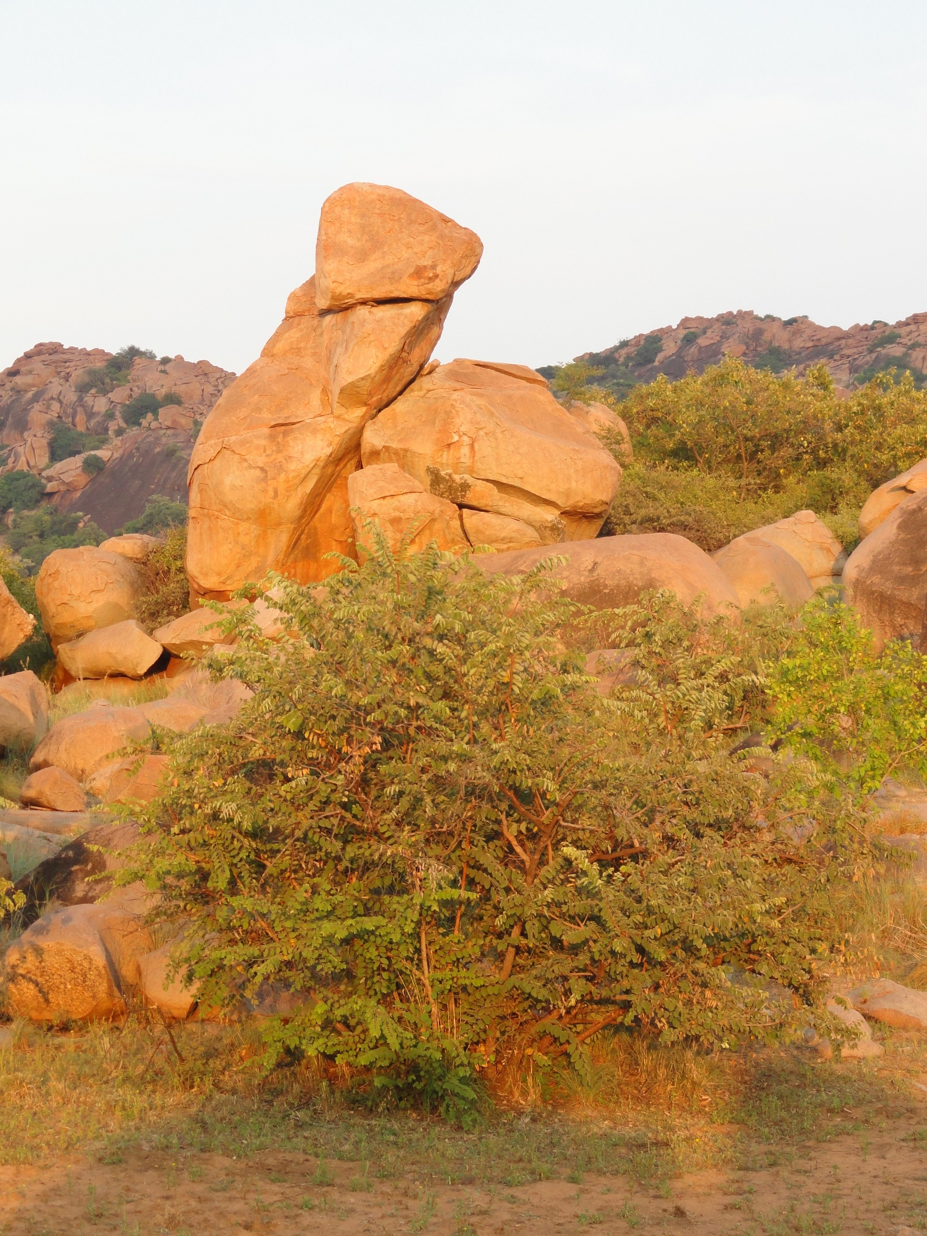 Daroji Bear Sanctuary (Hampi) - 2022 Alles Wat U Moet Weten VOORDAT Je ...