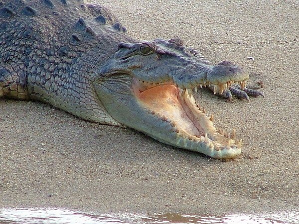 Crocodile at Brighton foreshore : r/brisbane