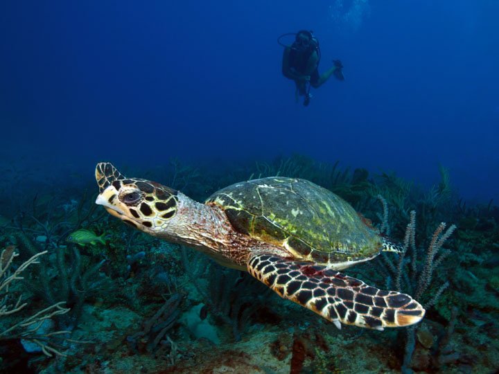 DIVE GRENADA (Grand Anse) - All You Need to Know BEFORE You Go