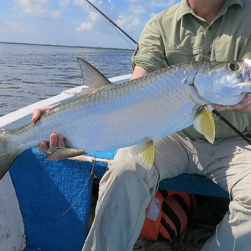 Tarpon Strike Performance