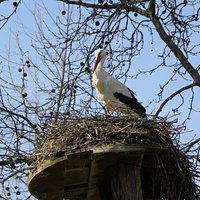 Storch beim Brüten