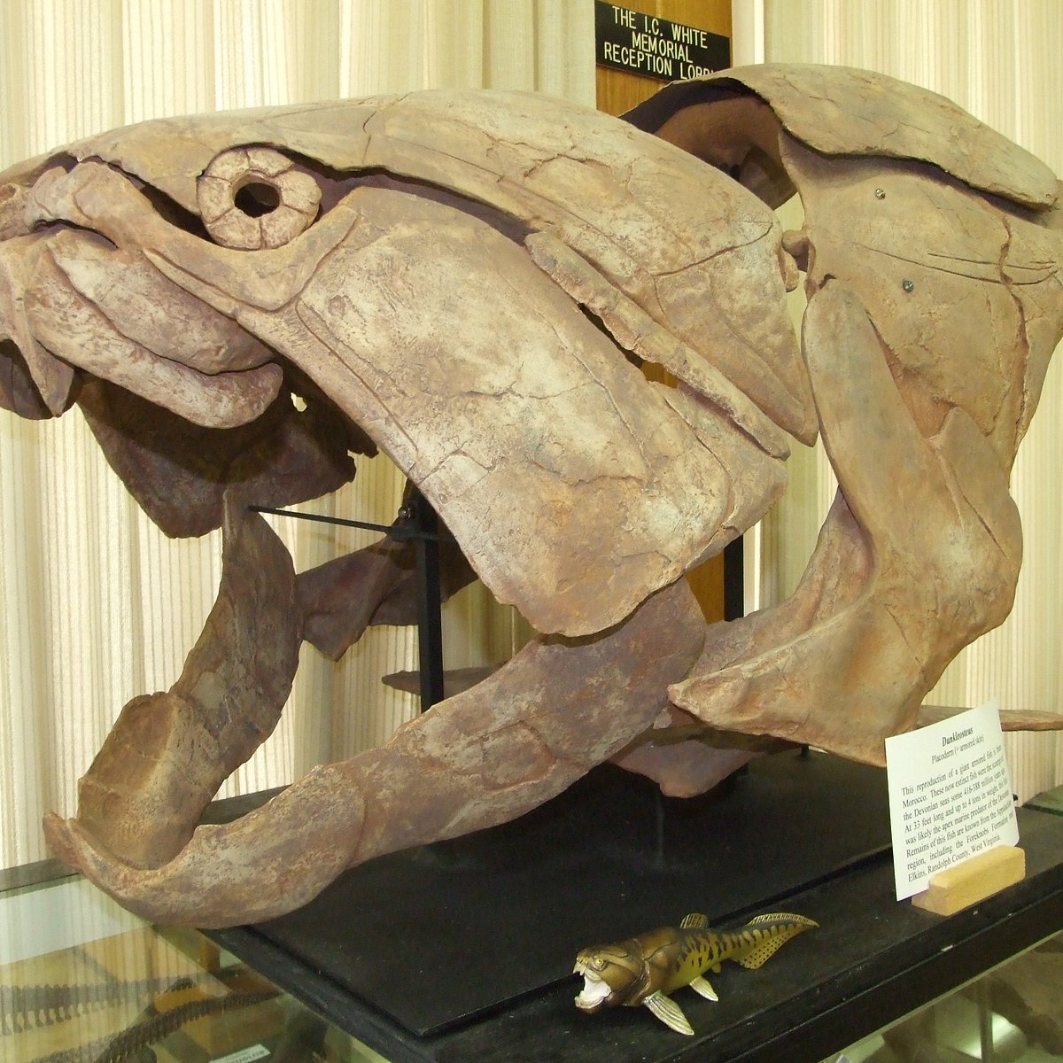 carnegie natural history museum prehistoric fish