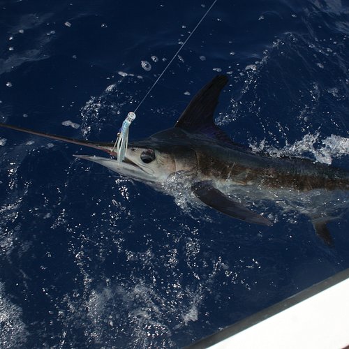 Islamorada Fishing Guide Captain Ted Wilson - Shark bait! Big bull