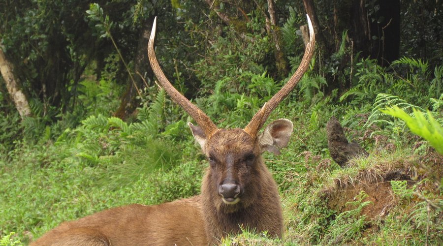 Sambar (Deer)