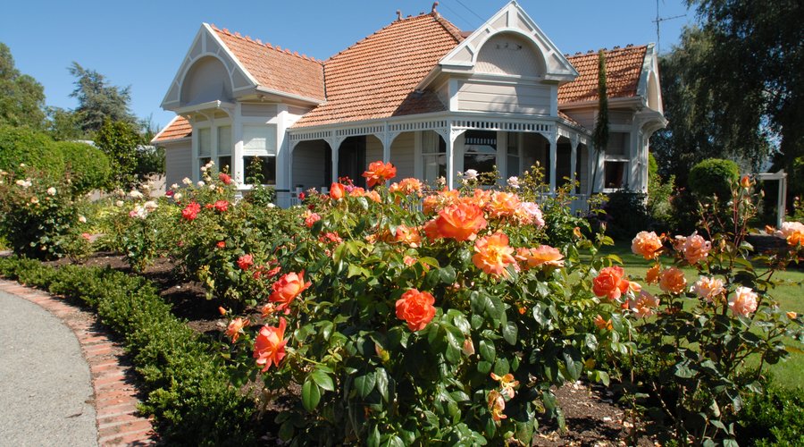 Anglesea house - oh the roses!