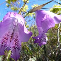 Wildgladiole