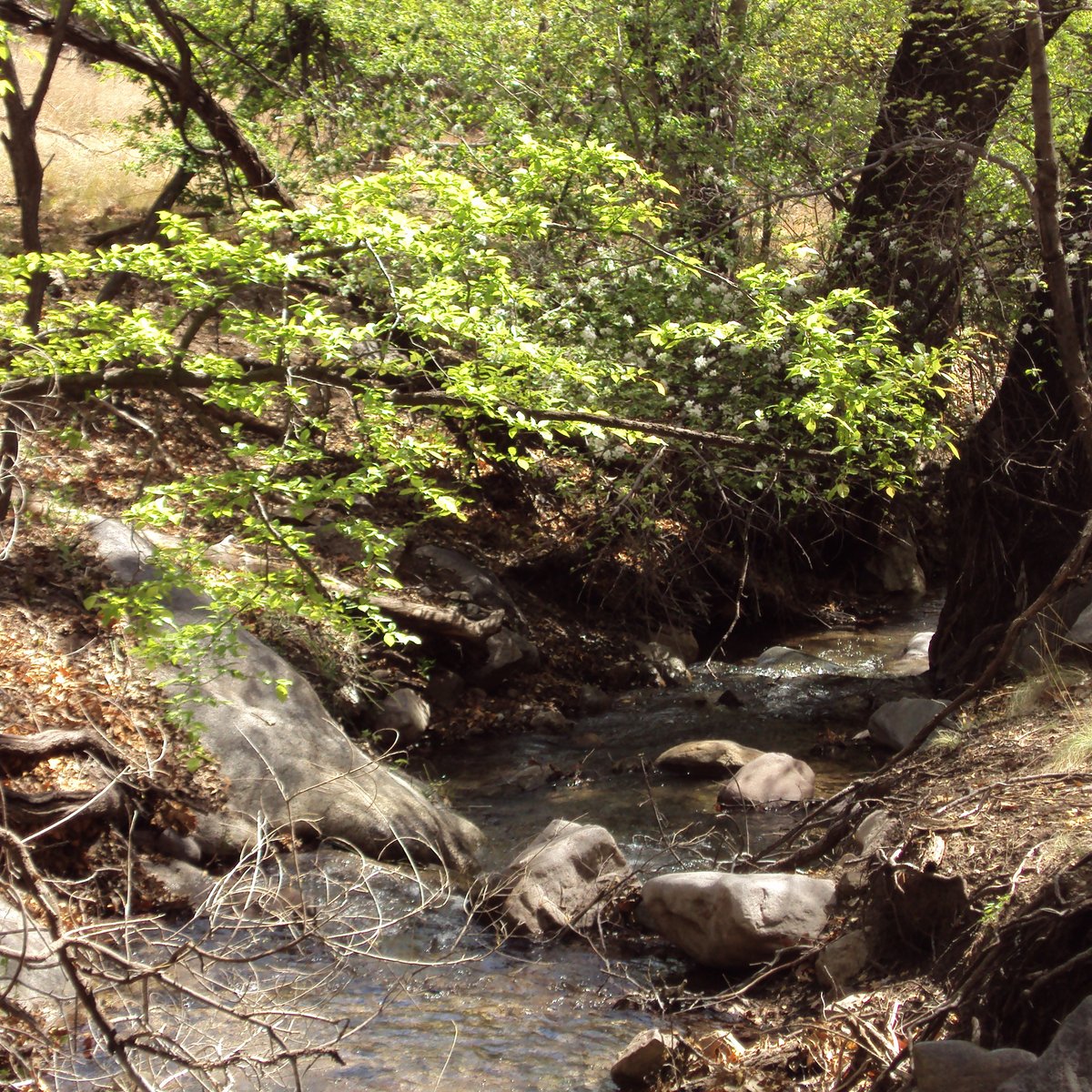 List 91+ Pictures ramsey canyon preserve-nature conservancy hereford photos Updated