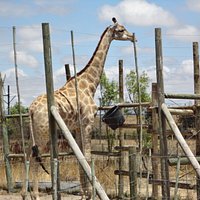 Gerry the Giraffe