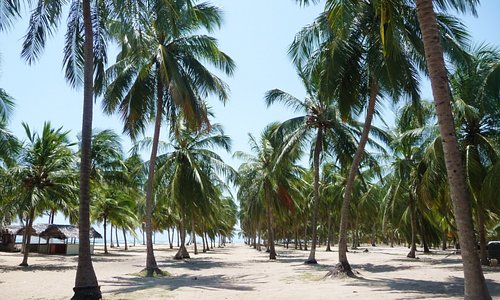 coconut grove (Gunga beach)