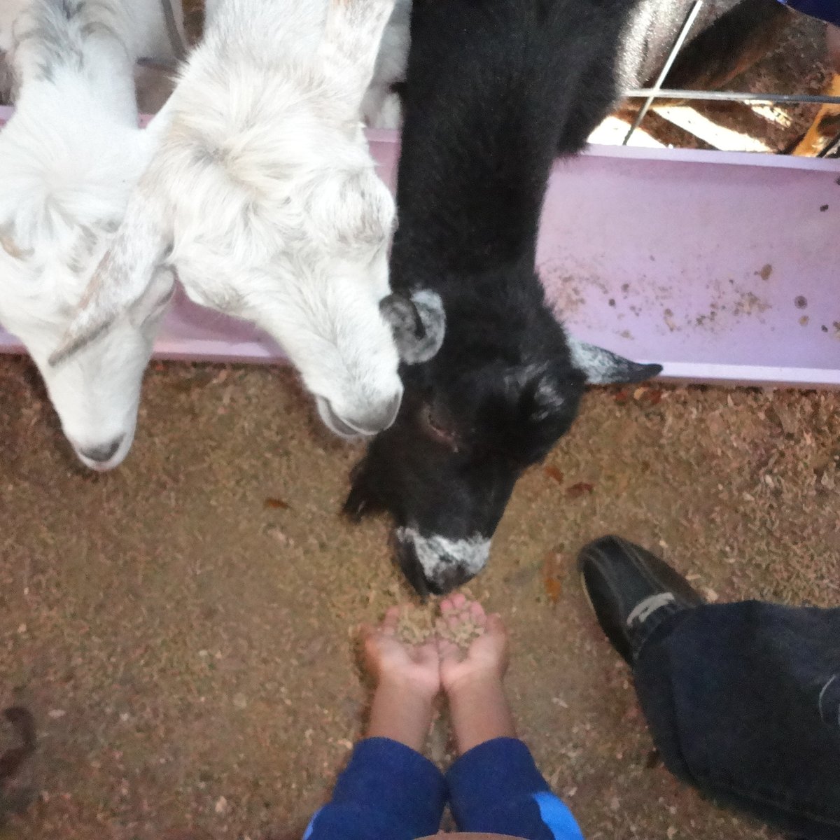 GREEN MEADOWS PETTING FARM (Kissimmee) - Qué SABER antes de ir