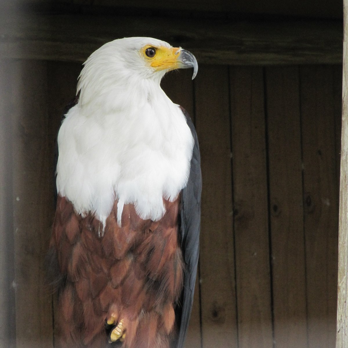 The Cumberland Bird of Prey Centre.