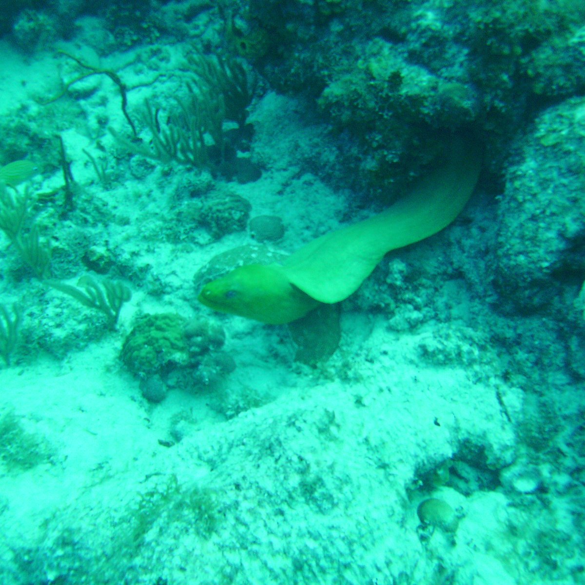 Green Moray International Dive Center (Cayo Guillermo) - All You Need ...