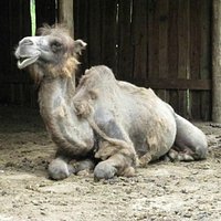 dromedario che soggiace sui propri escrementi