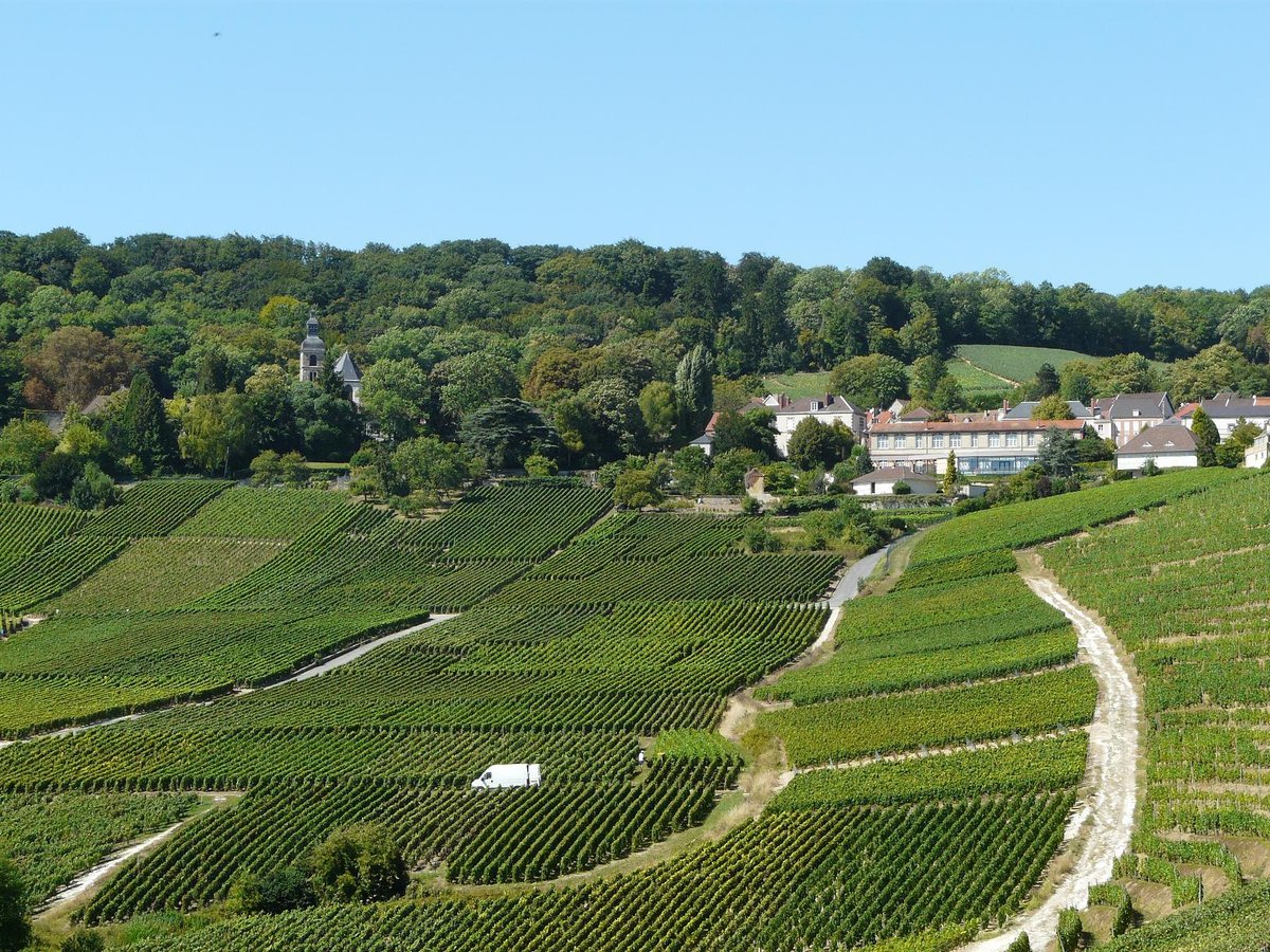 La Vigne du Roy Champagne Day Tours, Реймс: лучшие советы перед посещением  - Tripadvisor