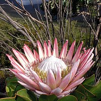 Koenigsprotea