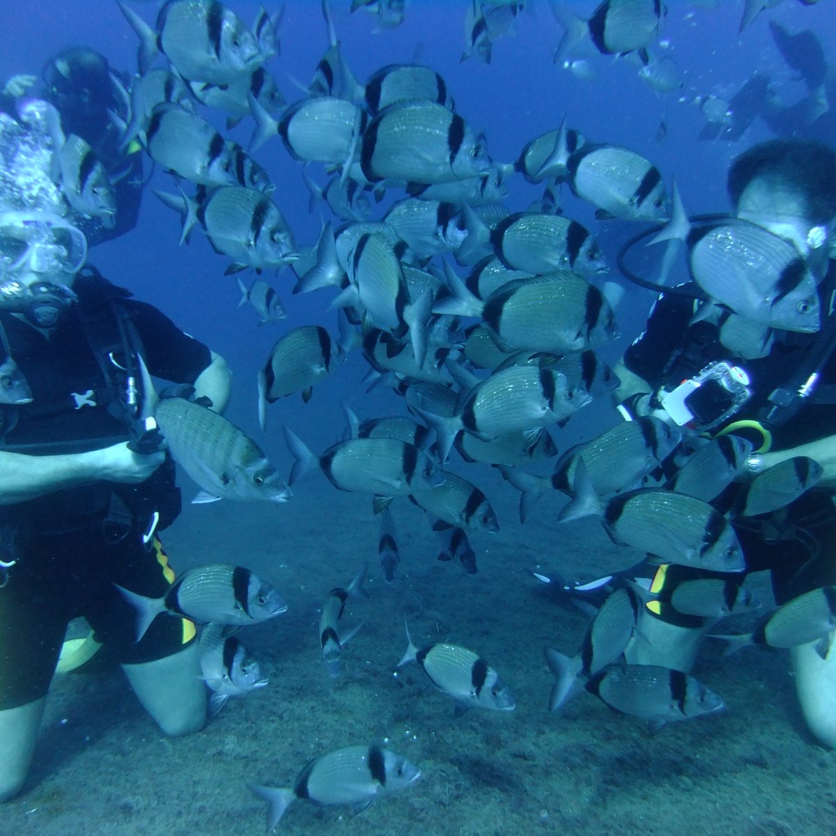 Айя Напа дайвинг центр Olympian Divers