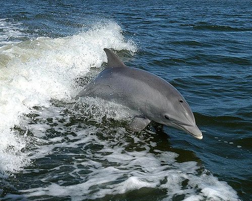 dolphin tours atlantic beach nc