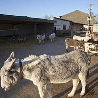 donkey