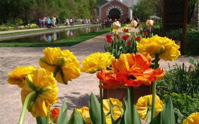 Provided by Aptekarskiy Ogorod