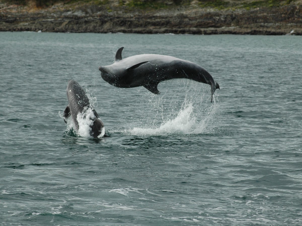 WHALE WATCH WEST CORK (Baltimore) - All You Need to Know BEFORE You Go