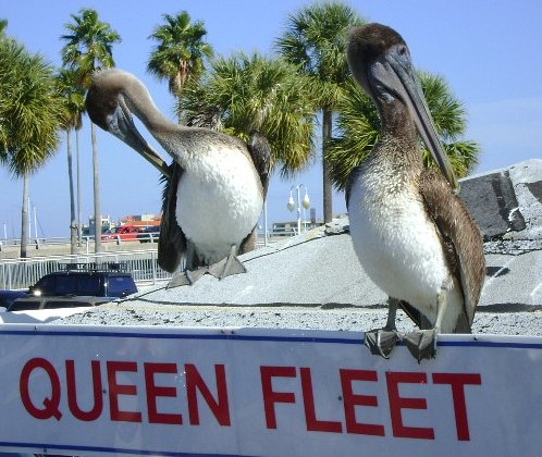 Pelican Fishing Charters - Updated 2024 Prices