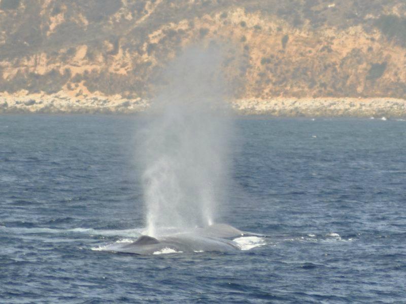 Experience the Wonders of Redondo Beach Whale Watching