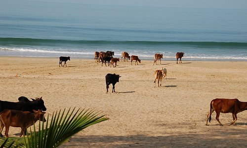 Cows on the beach, a familiar scene in India