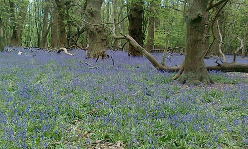 Bluebells, Ashridge Estate