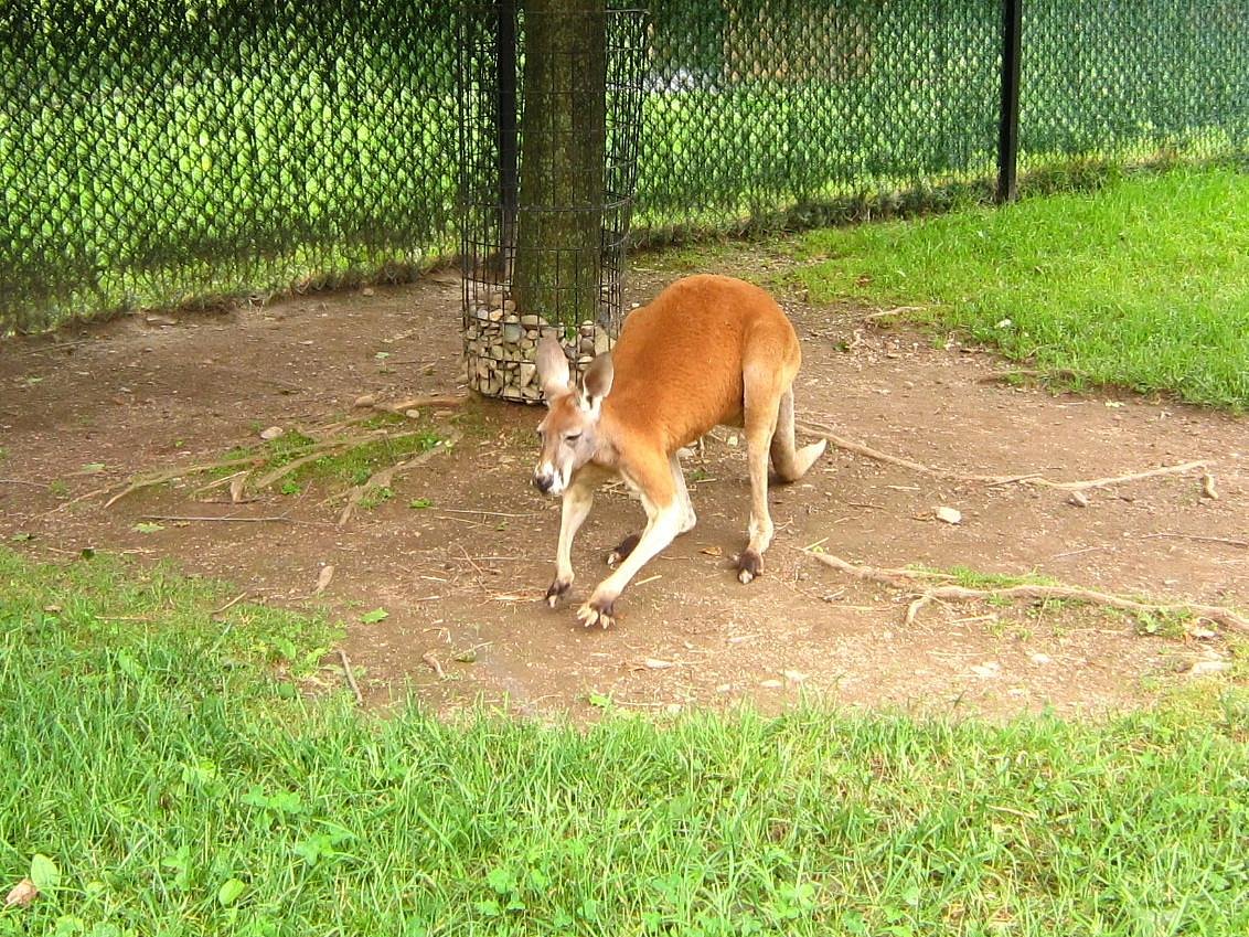 lehigh valley zoo tour