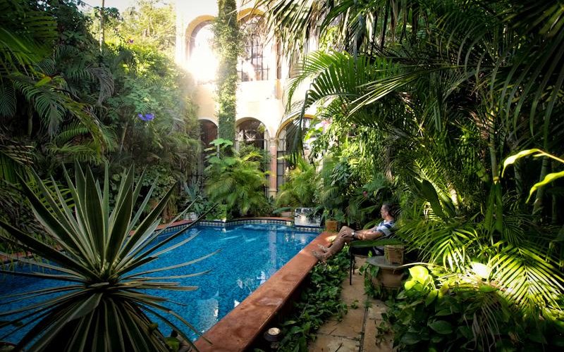 The garden