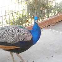 peacocks lose in zoo area