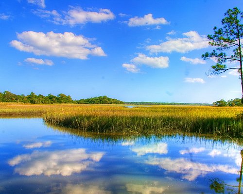 Premium Photo  Swamp landscape under a blue sky on a clear day