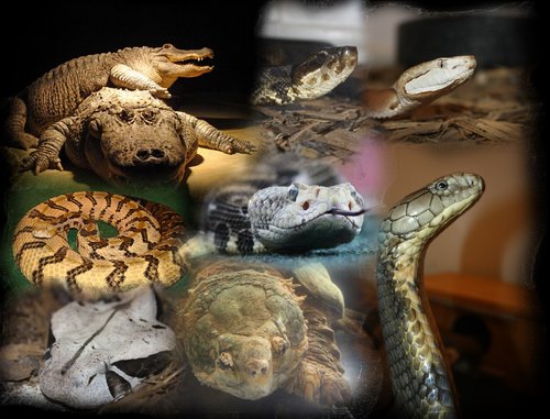 Egyptian Cobra  Animals at the Virginia Aquarium