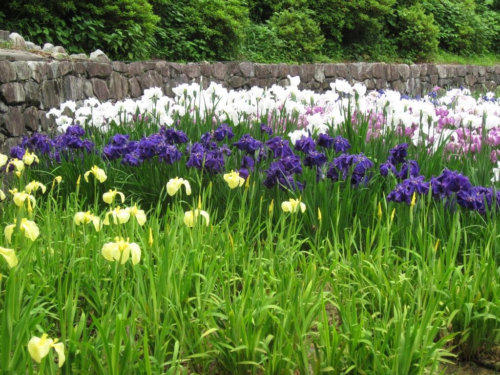 23年 播州山崎花菖蒲園 行く前に 見どころをチェック トリップアドバイザー