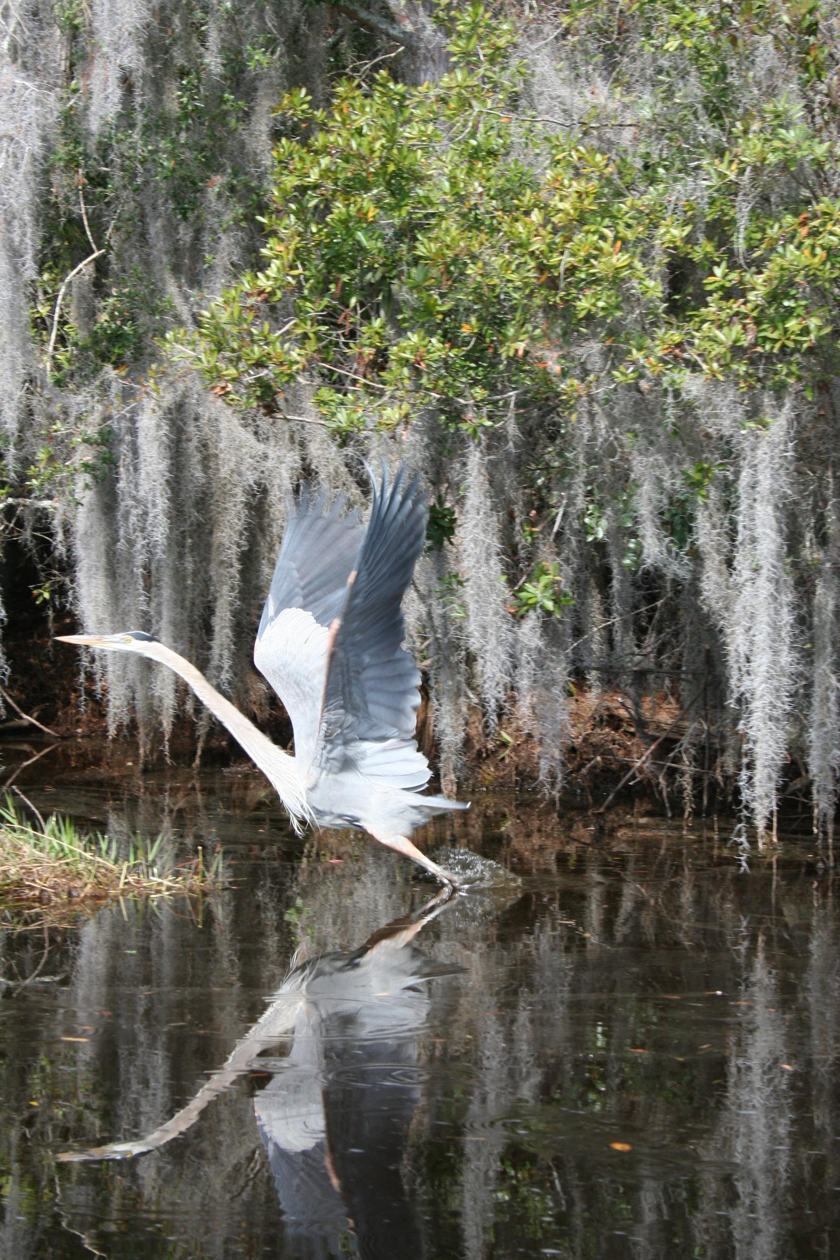 Okefenokee Adventures