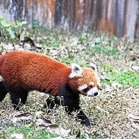 Red Panda