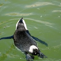 SA Penguins at Samrec