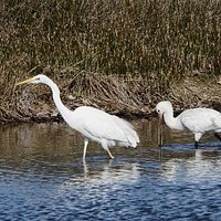 Grande aigrette et Spatule blanche