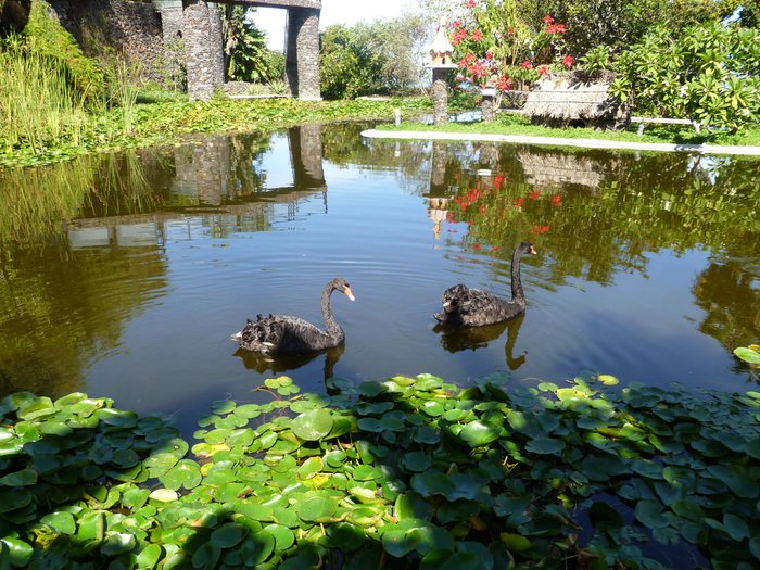 Imagen 1 de Jardín Acuático